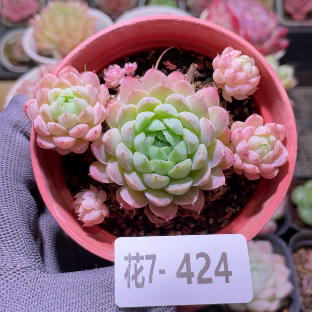 花利美7-424羊脂球