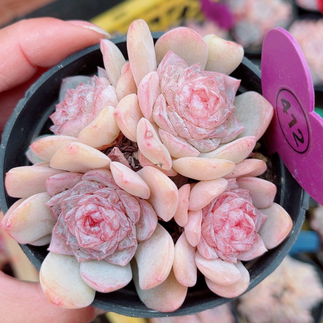 412号小老桩玉凝群