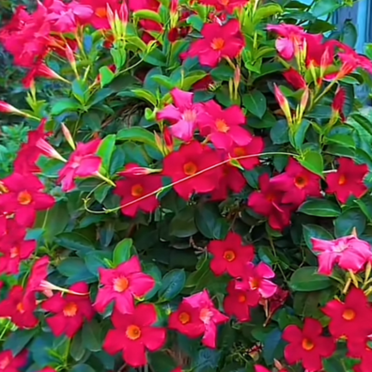 飘香藤室内外绿植四季常绿庭院植物好养耐热耐寒