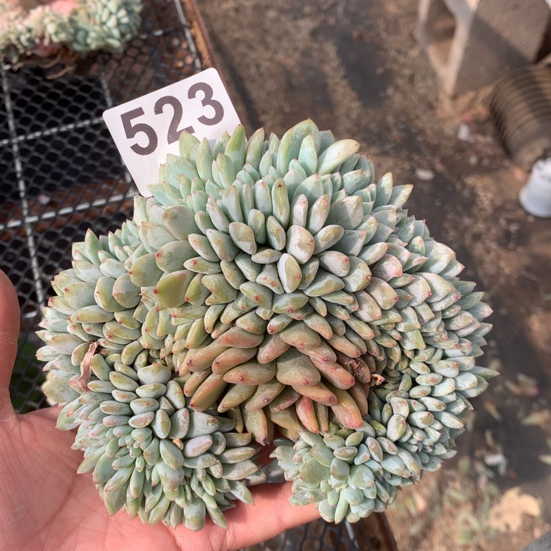 523橙子缀化多肉植物