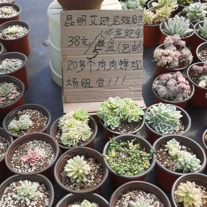 不同品种肉肉白覆轮锦5盆包邮（不包偏远地区）