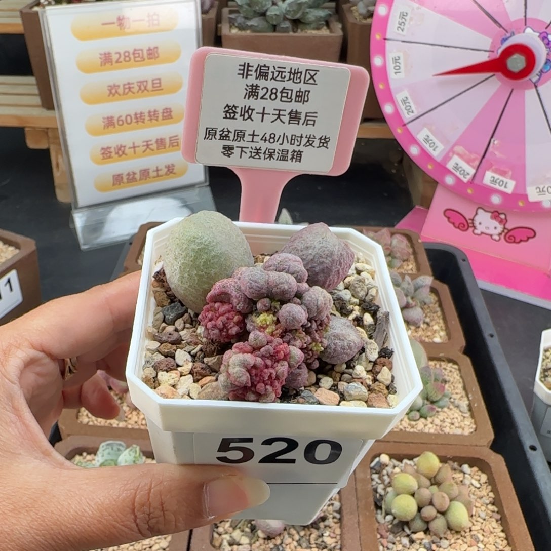 造***处520红烧肉坠化多肉植物