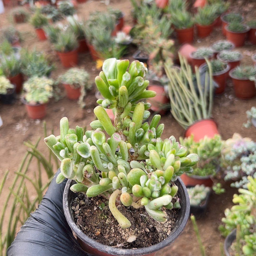 多肉植物吸财树白锦