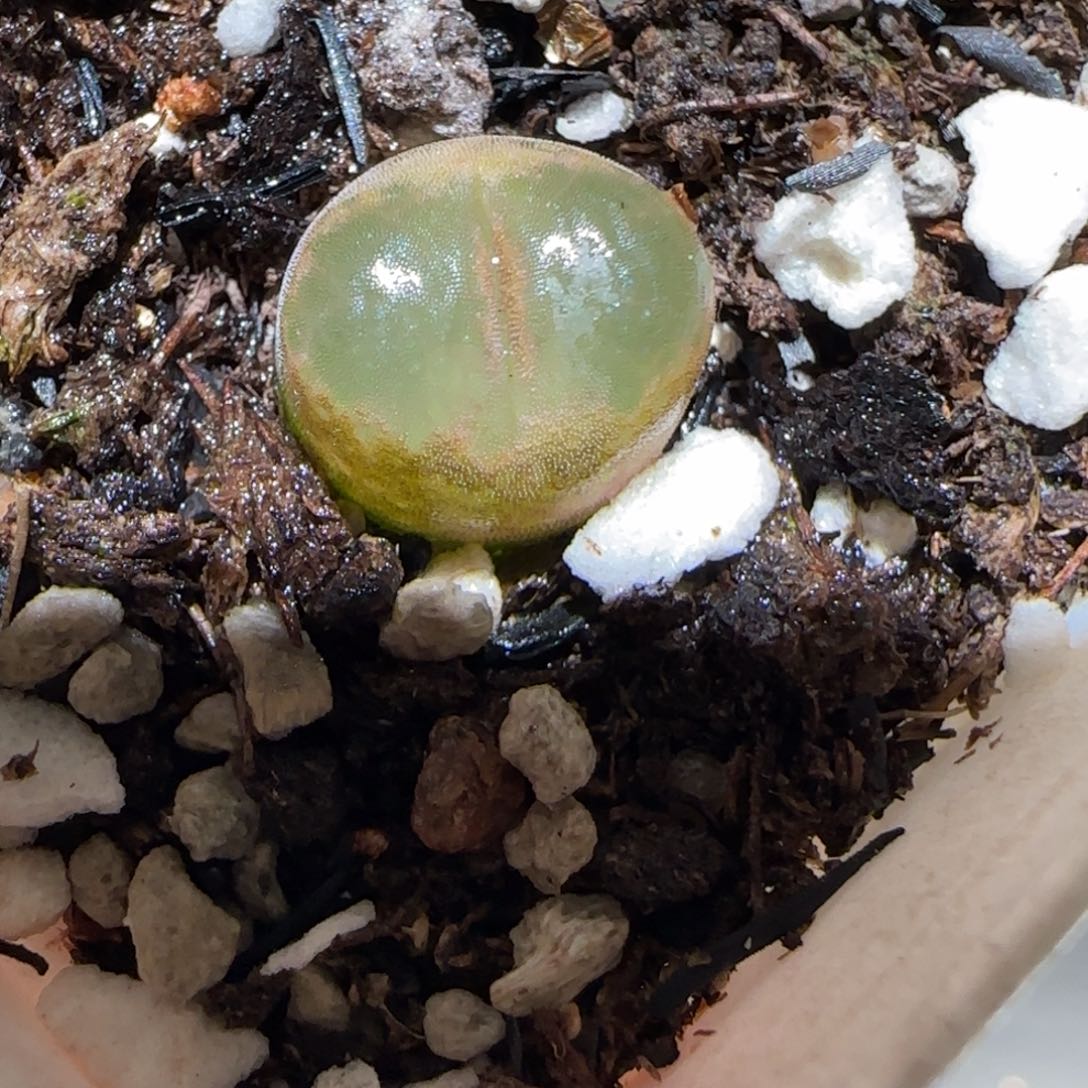 肉锥多肉植物百科-温莎城堡743