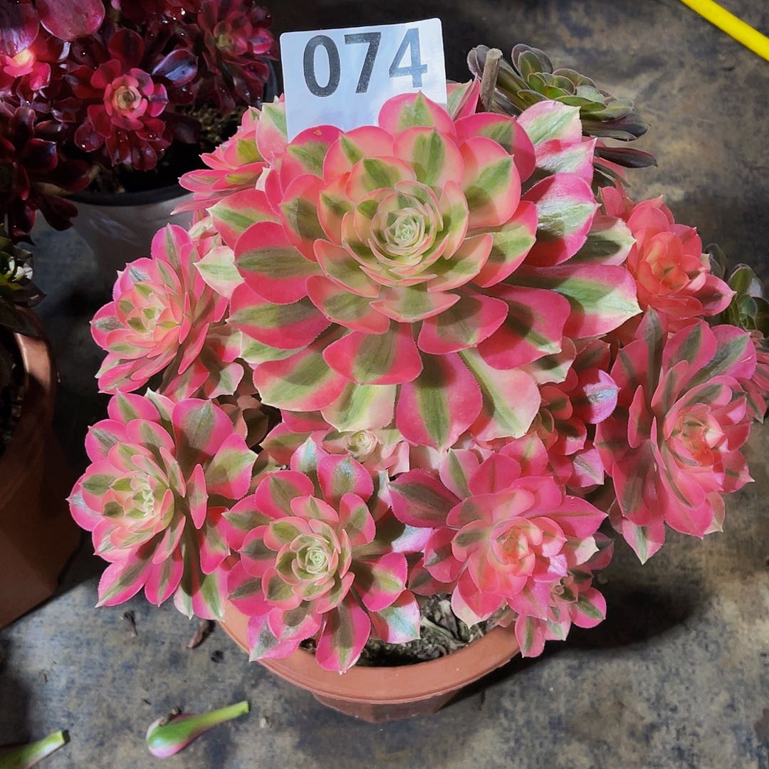 小*女巫074家保温