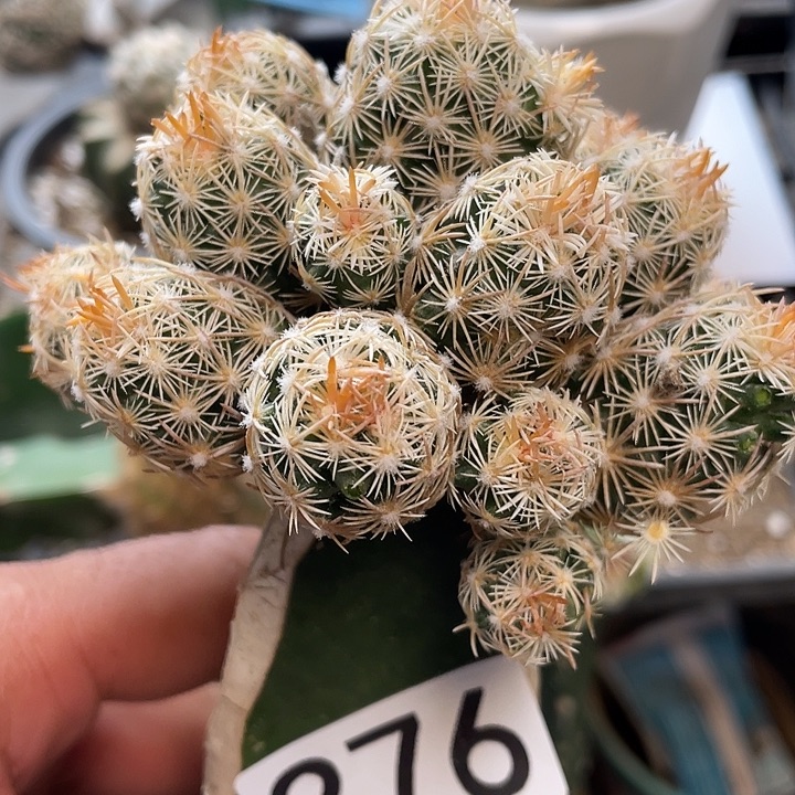 仙人球子王子276号球