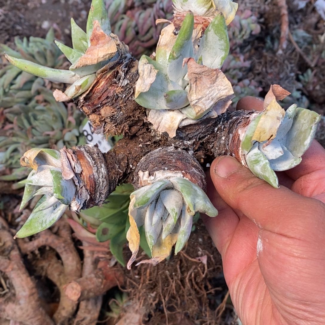 2879哈哈哈哈哈哈哈哈哈