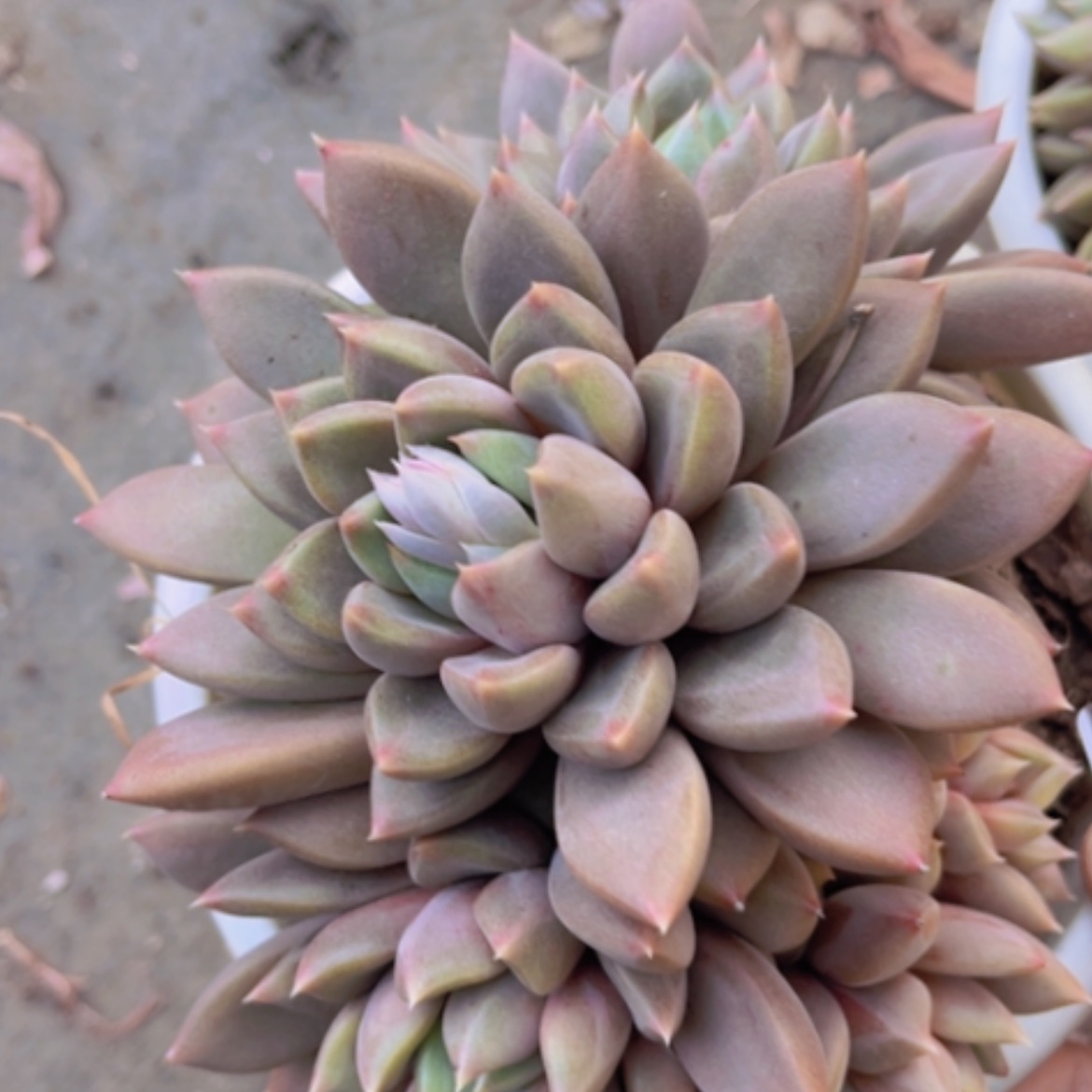 【闪购商品】红象牙17237