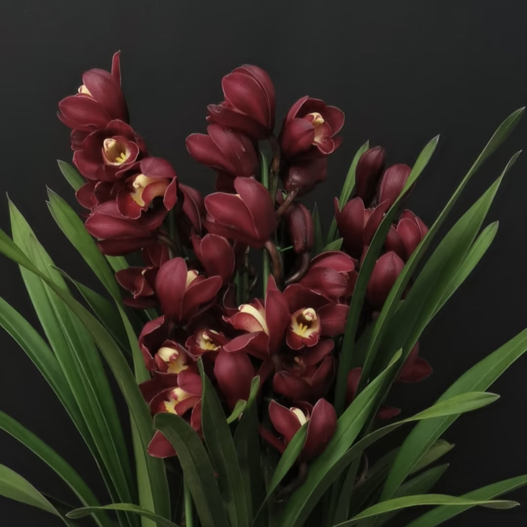 大花蕙兰 一物一拍专用链接（已发货不支持仅退款或拒签）