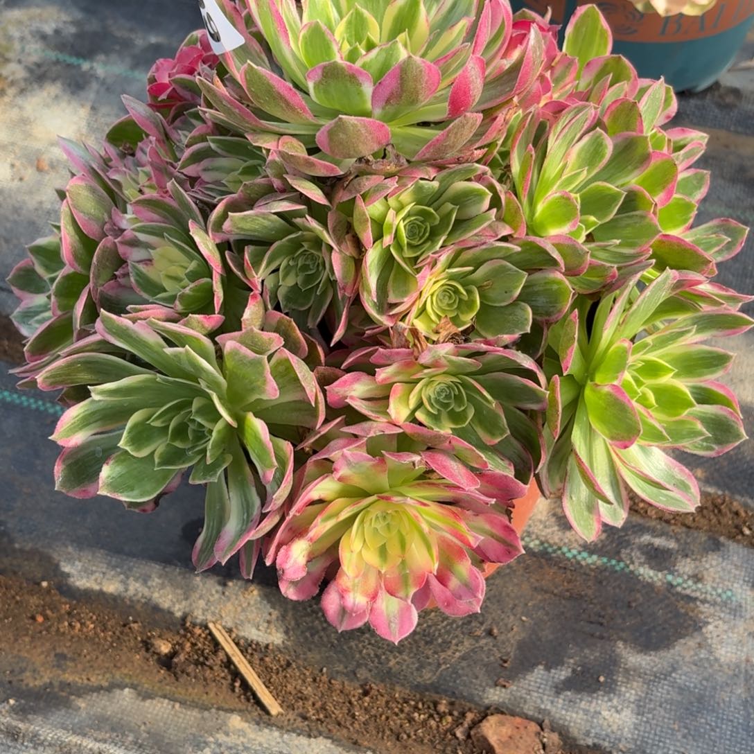 099海鲜多肉植物福利