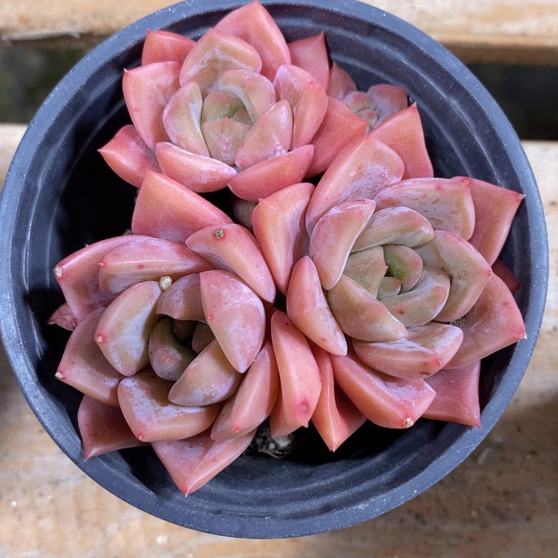 可问主播品种，下滑链接更多选择，一物一拍