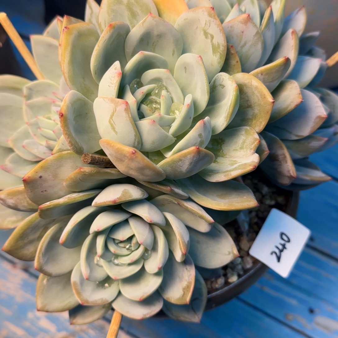 香****240凤橙凡艺多肉////