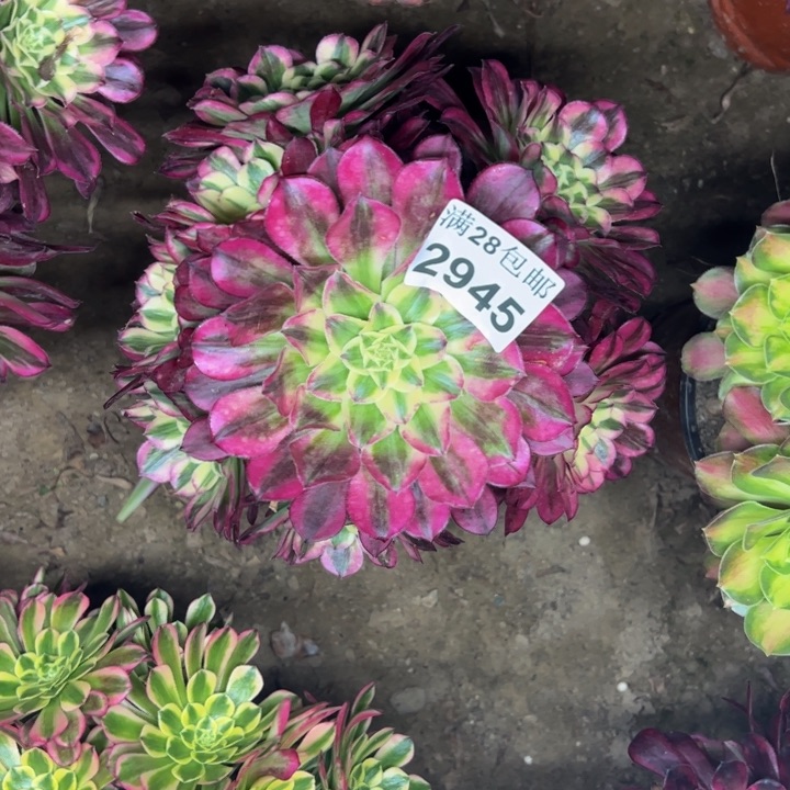 2945天和多肉植物