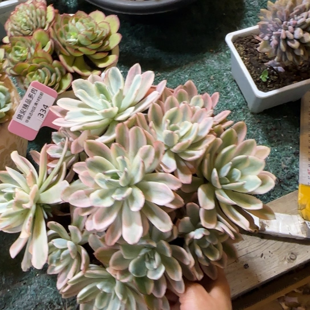 锦安精品多肉编号334