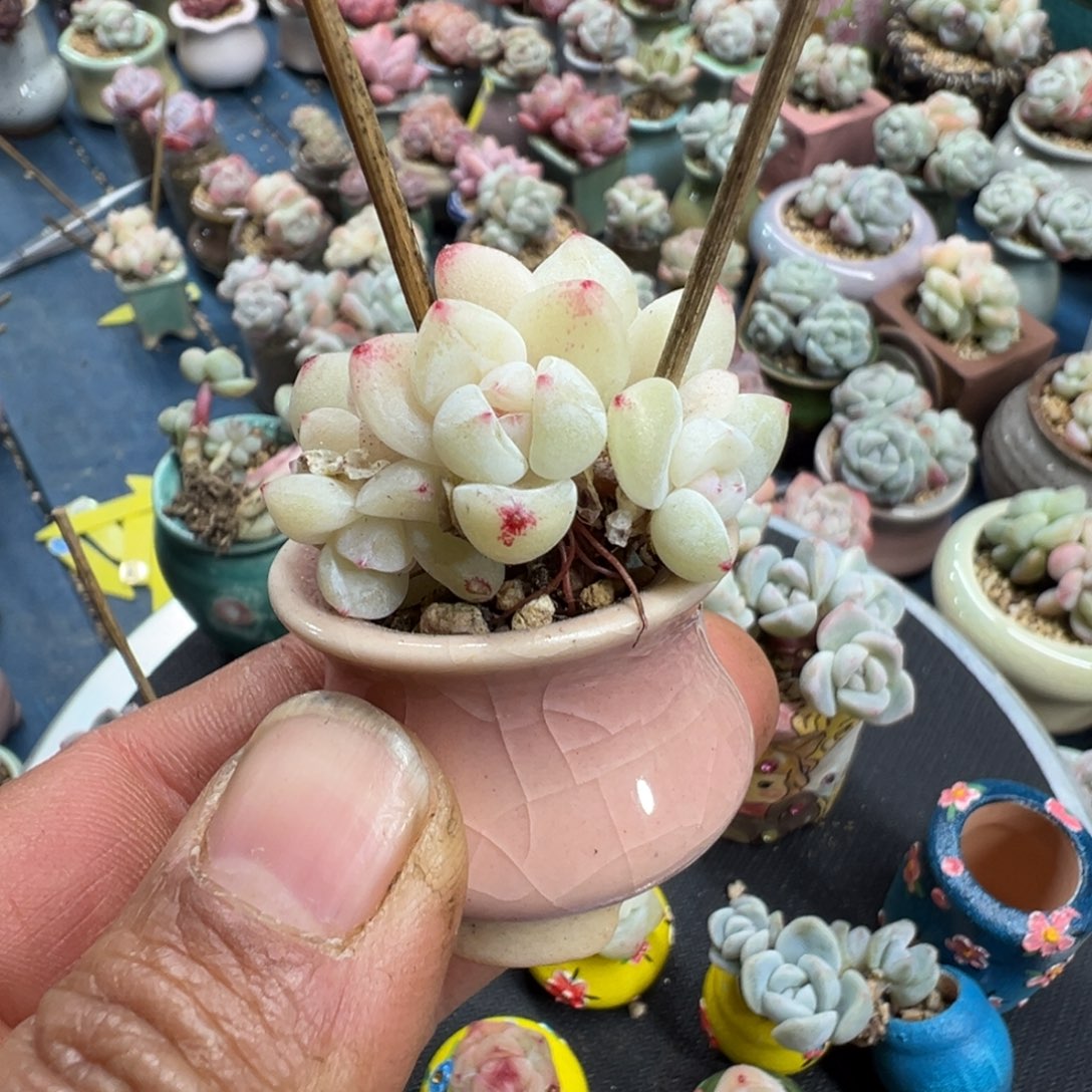 卓***卓冰玉带盆土发货0000