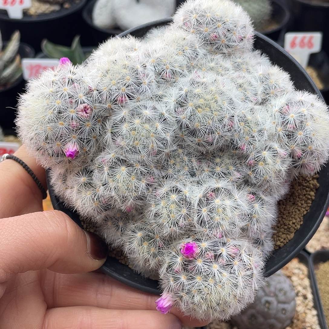 白刺嘉文丸仙人球好多花苞