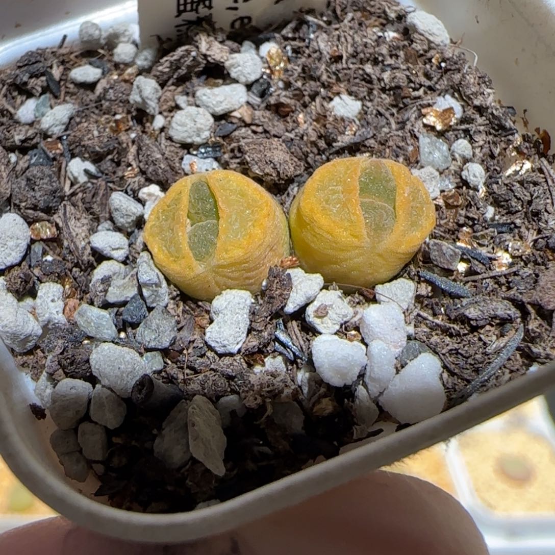 肉锥多肉植物百科-MSG蛋糕777