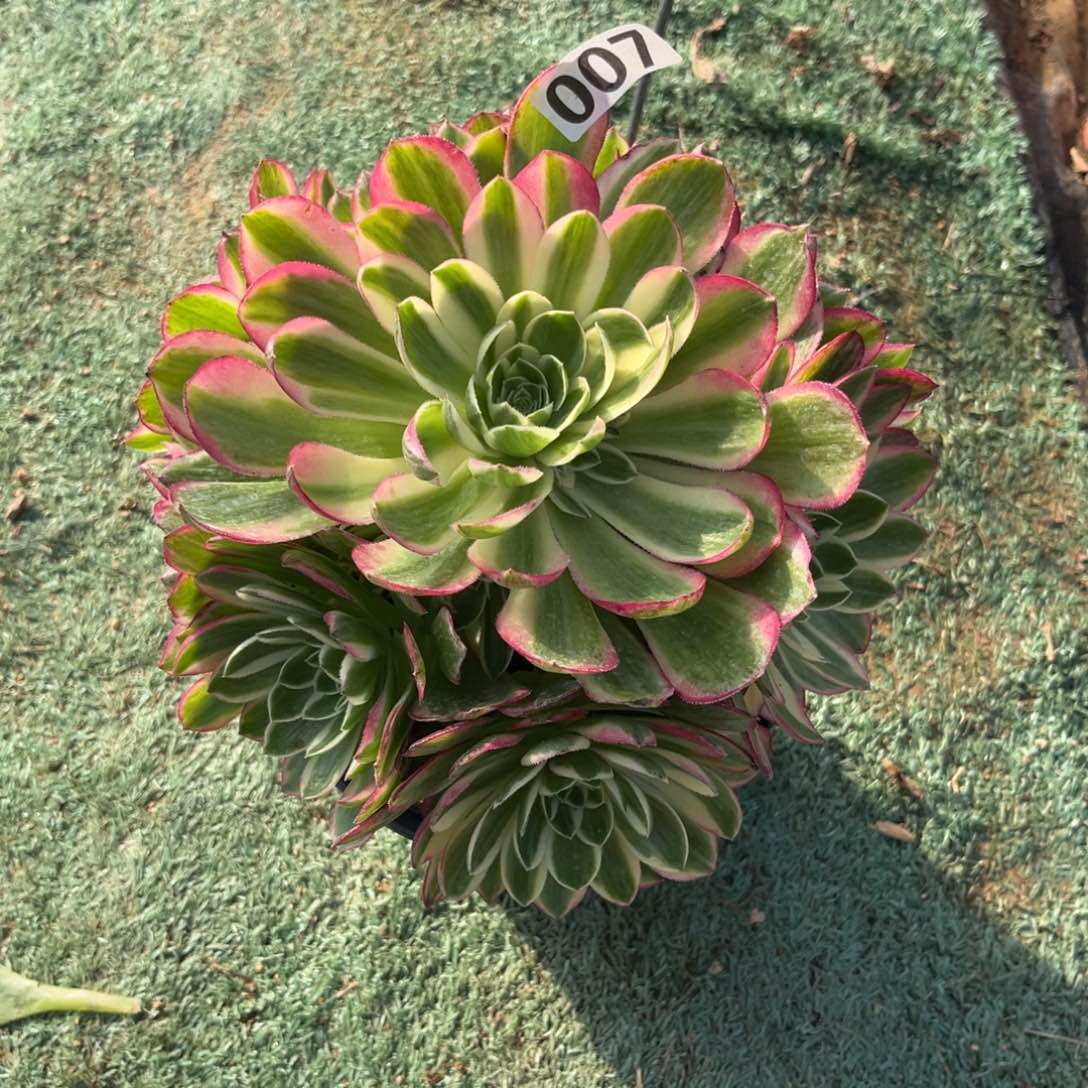 007粉体海王多肉植物