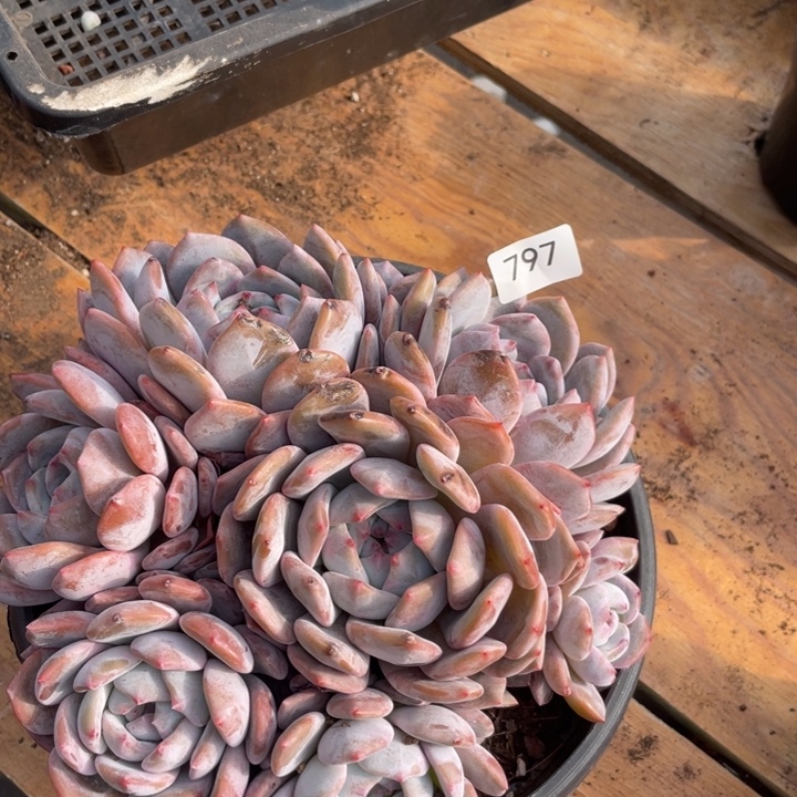 哈哈哈哈哈哈哈哈797