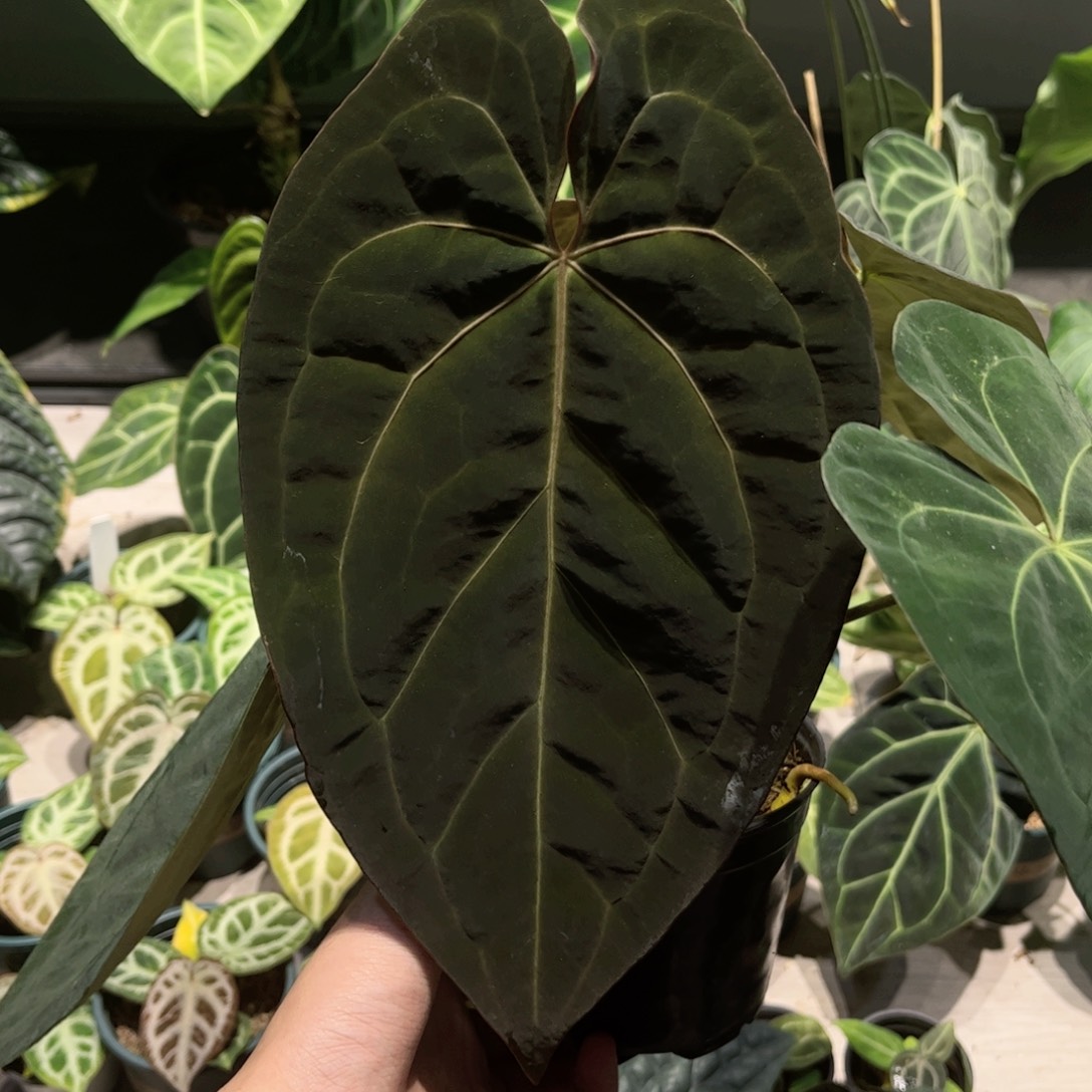 1***1完全开放aos黑桃杂