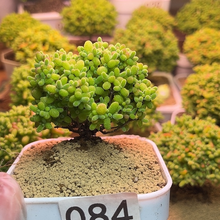 无花朵084蜜桔糖球