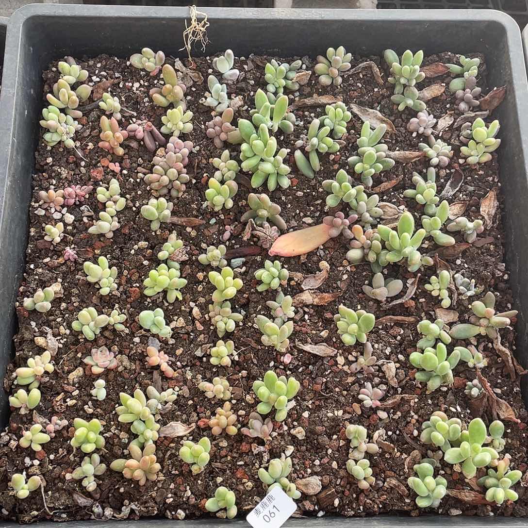 061。 芒果奶。         