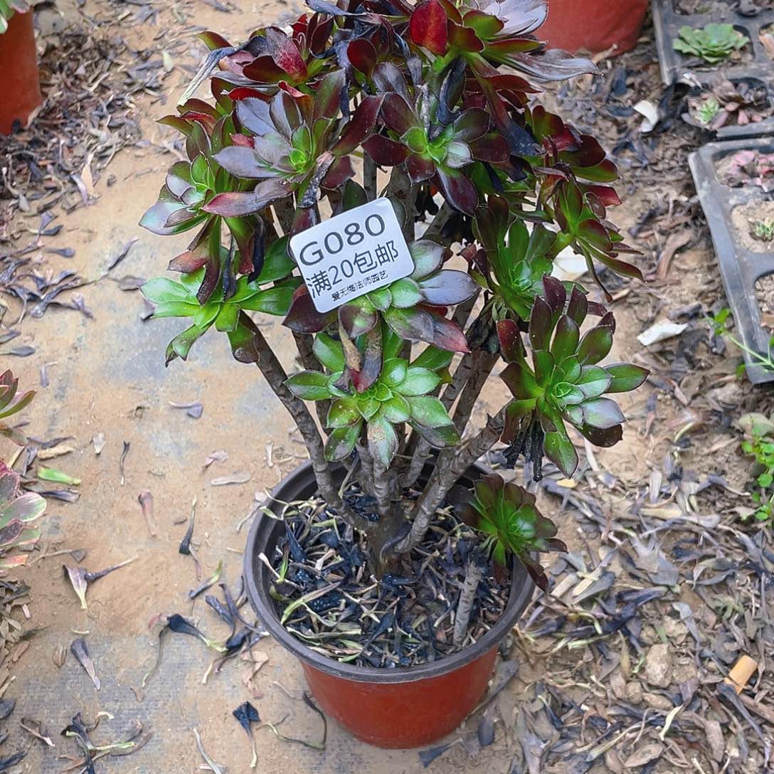 80黑法师多肉小损不包