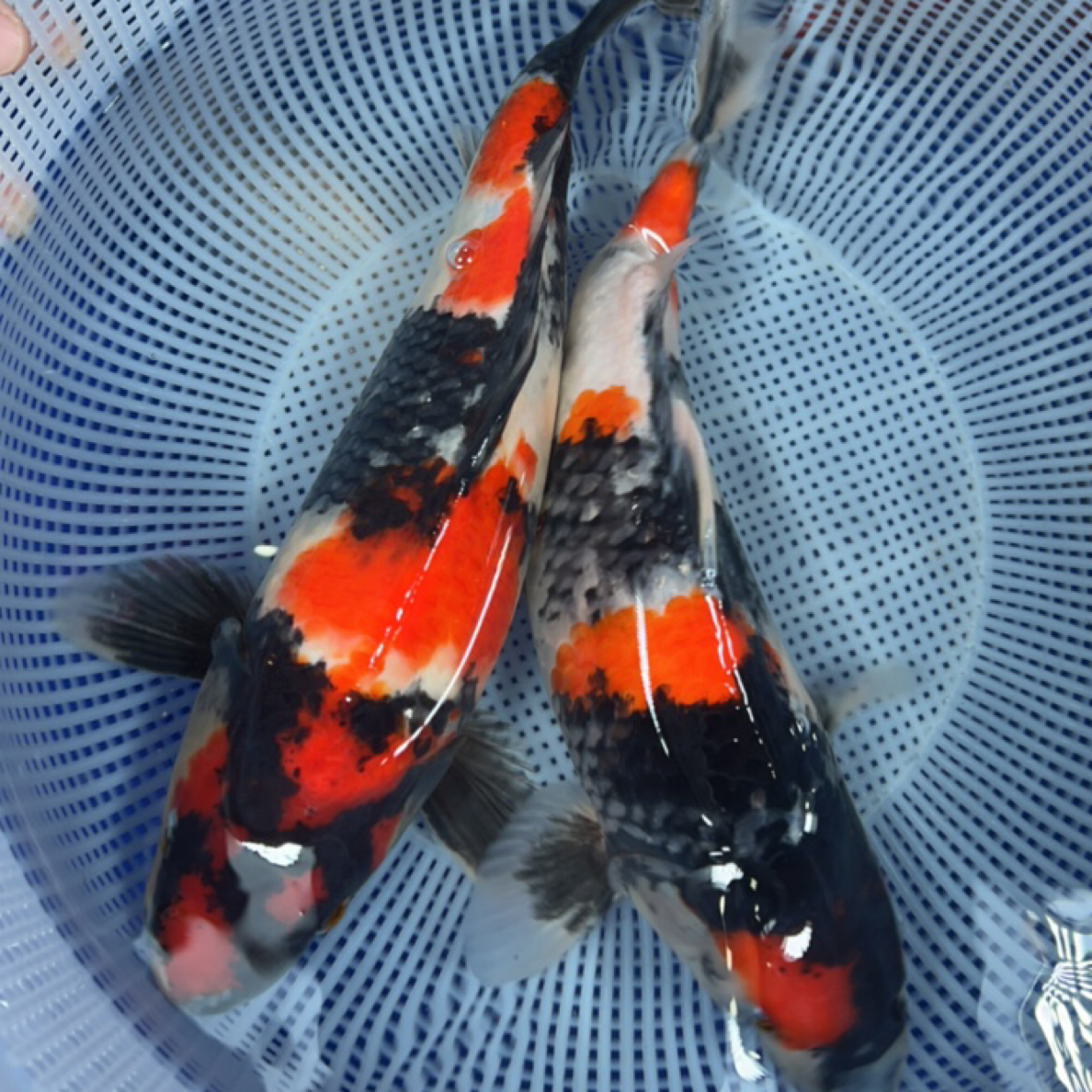 一物一拍 伊佐昭和 冷水淡水 锦鲤