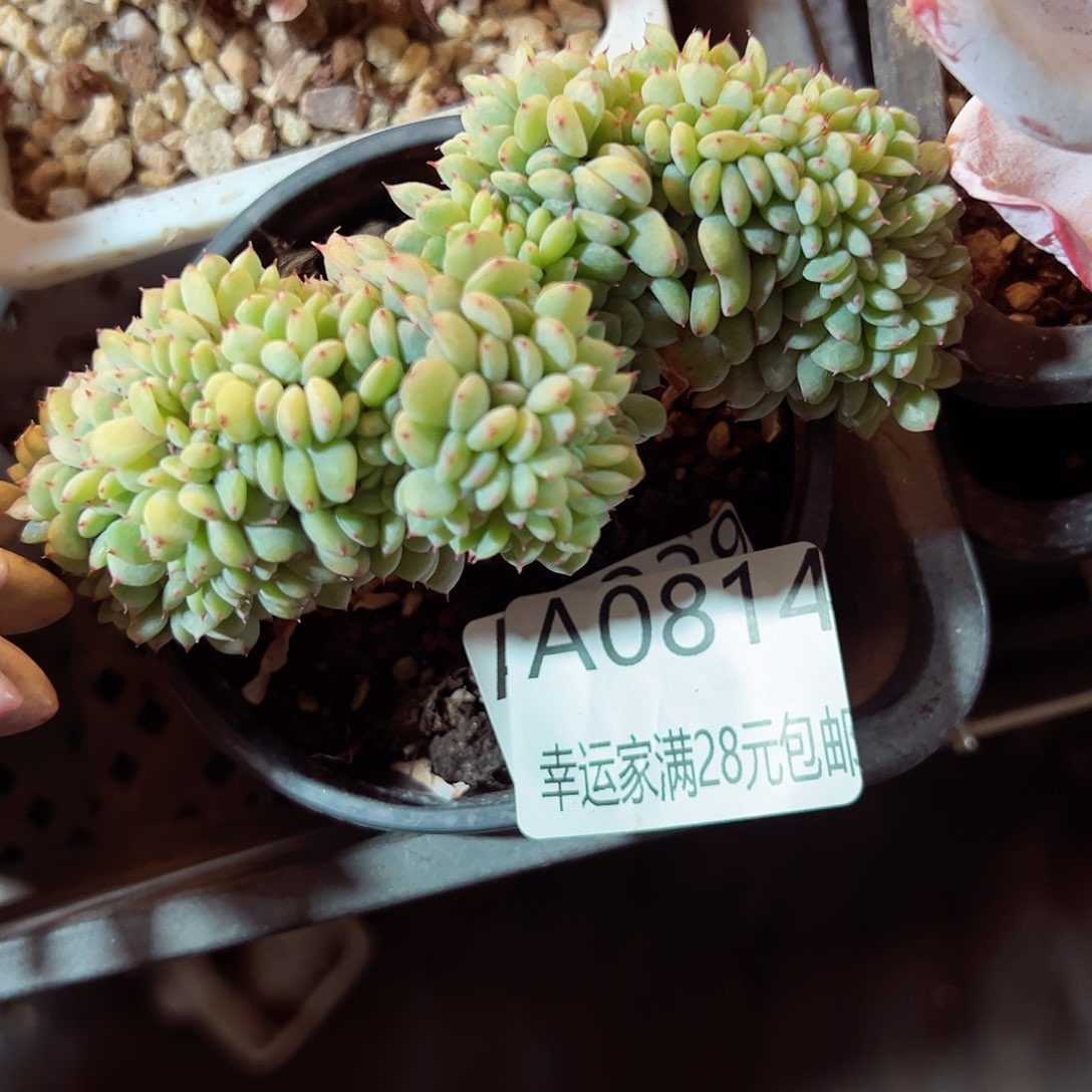 幸运的是我的朋友