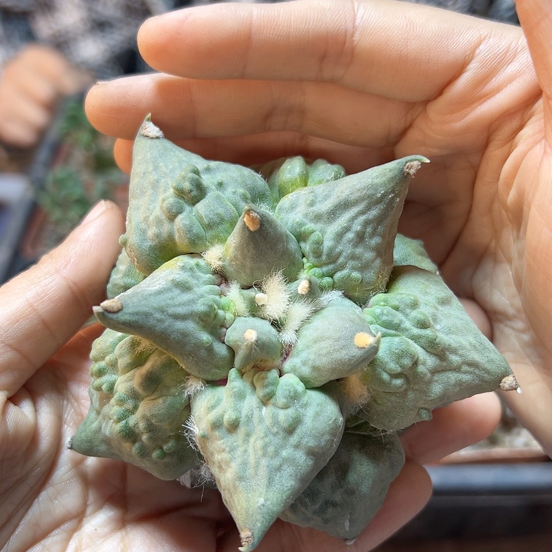 30日7号苗接无根宽尤村主怒9.5公分