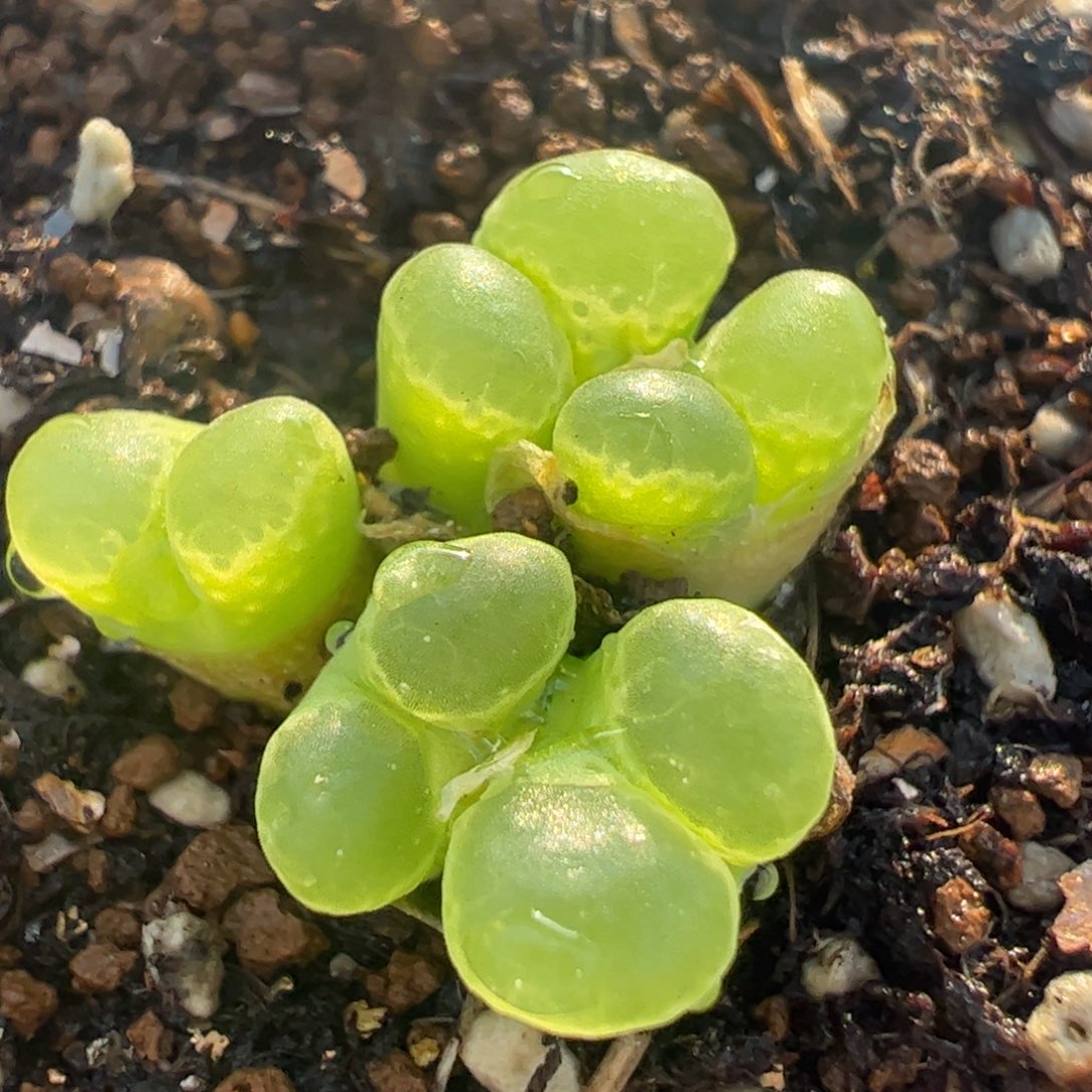 多肉植物百科254