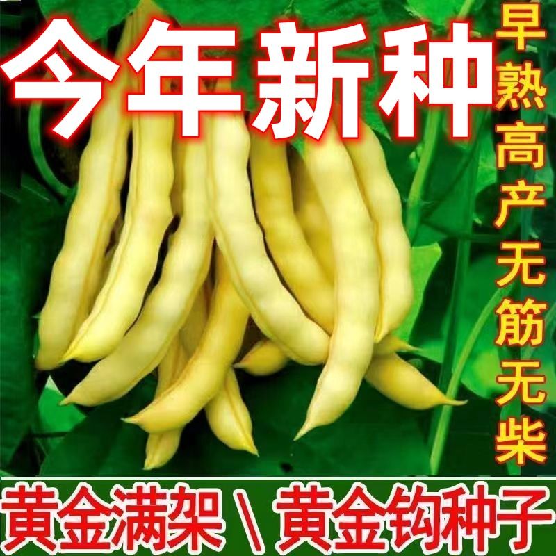 黄金钩架豆种子黄金勾东北油豆角籽无筋无柴黄色早熟高产蔬菜种