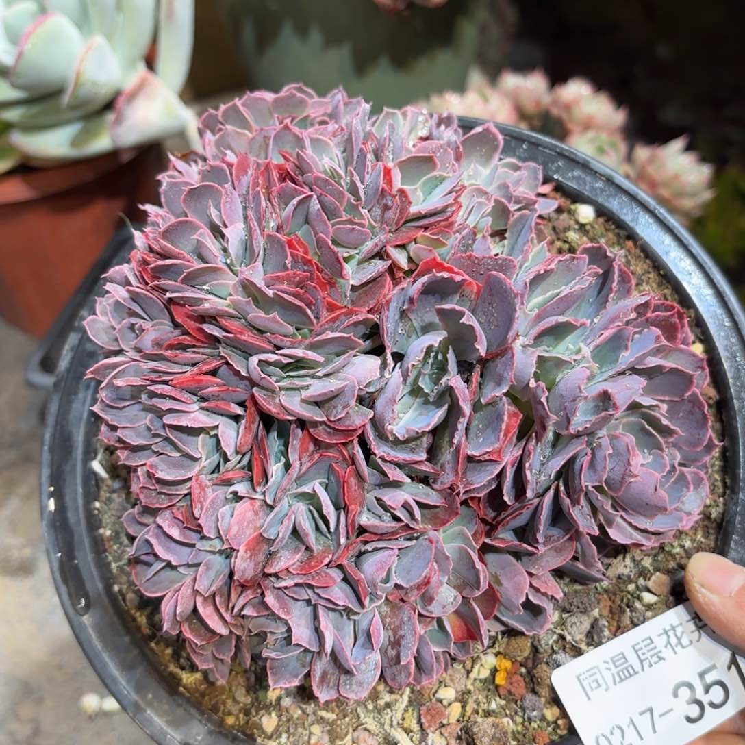 同温层多肉晚霞之舞缀351微瑕