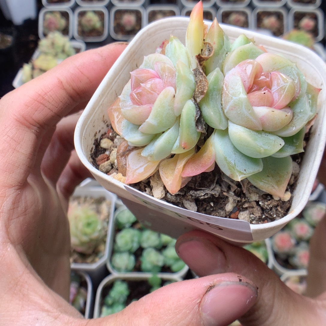 无花朵E165 yyyyyyy