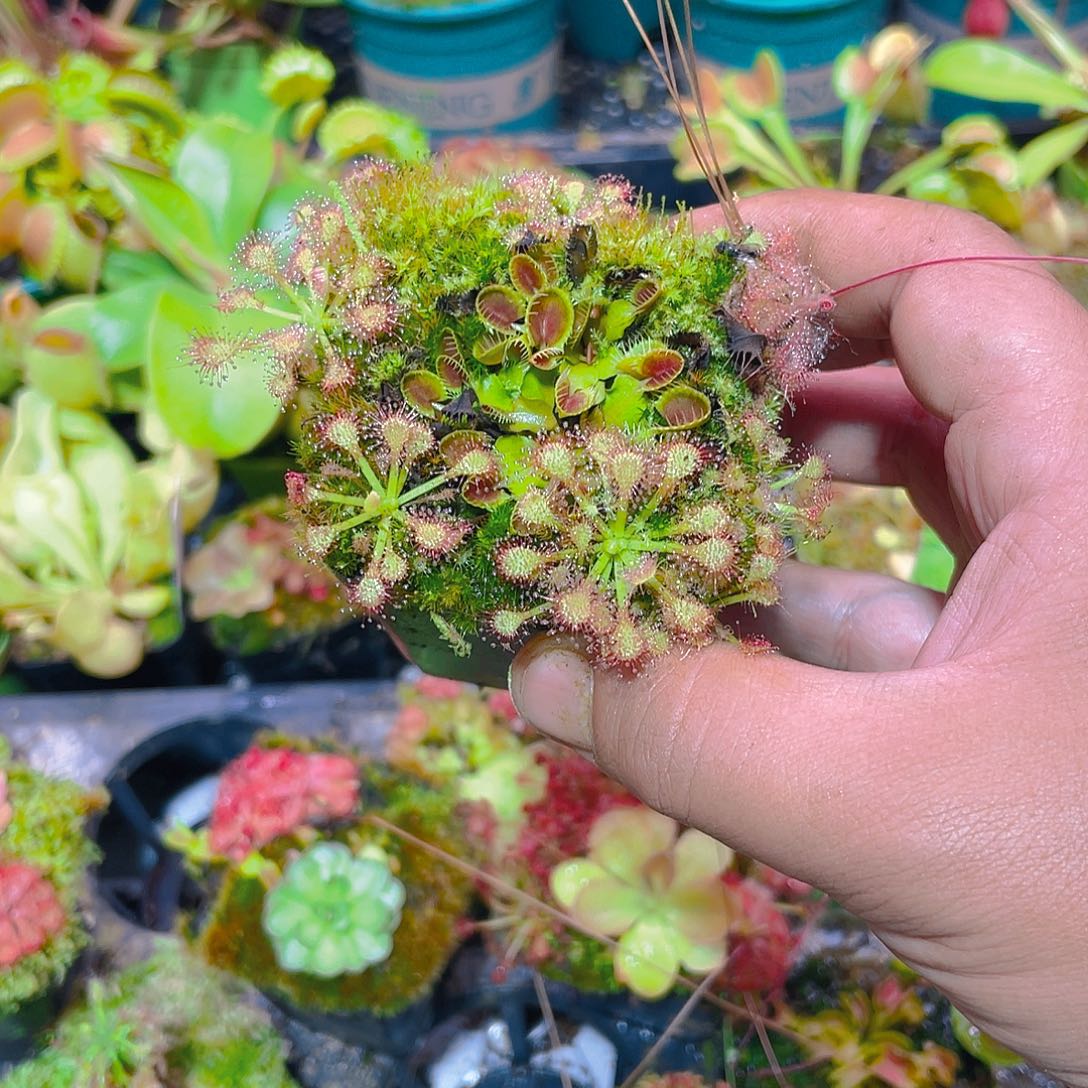 完全开放杯架白绒毛