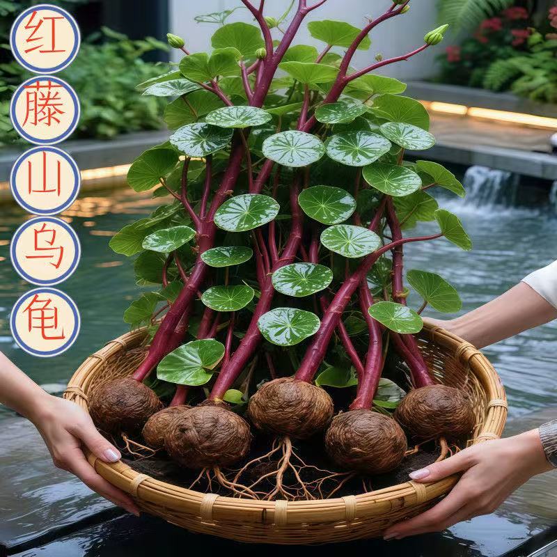 【新品】山乌龟金四季不换植物盆栽红藤圆叶爬藤观叶室内水培绿植