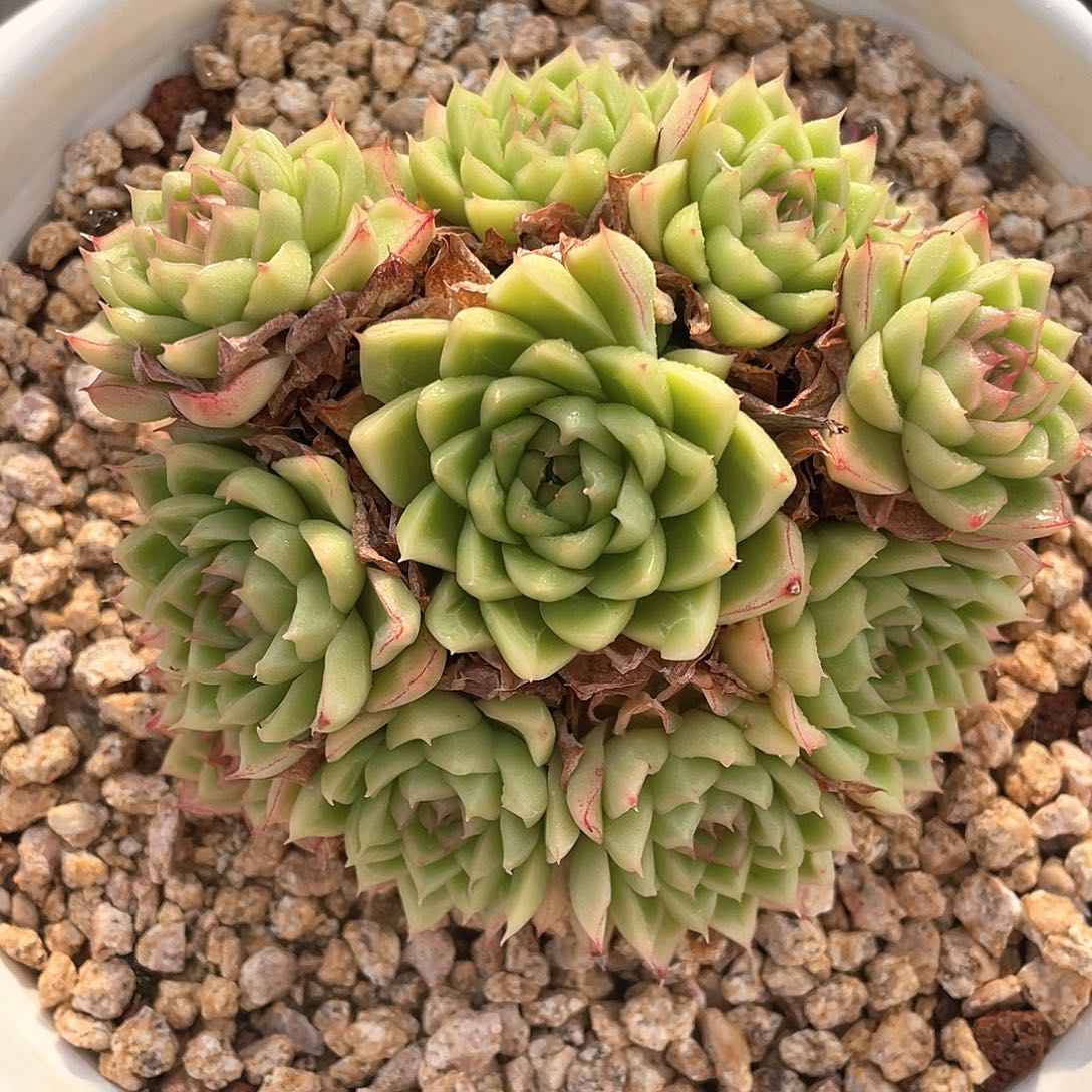 多肉植物一物一拍