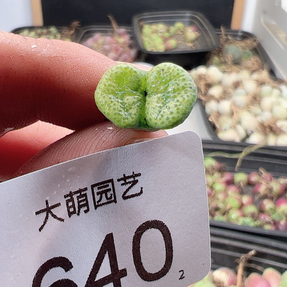 0000640绿野仙踪勋章