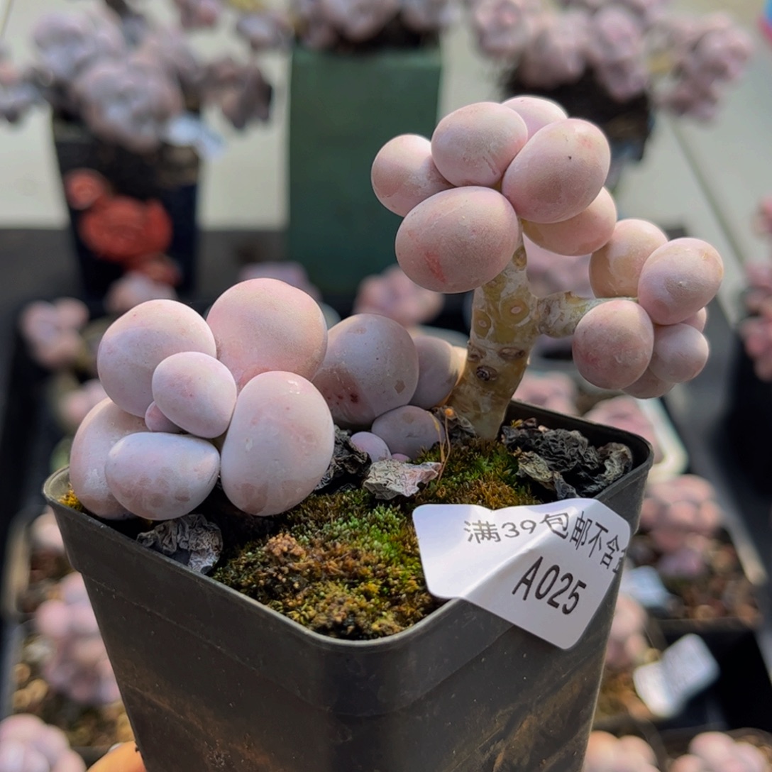 025/6cm芭比奶酪多肉