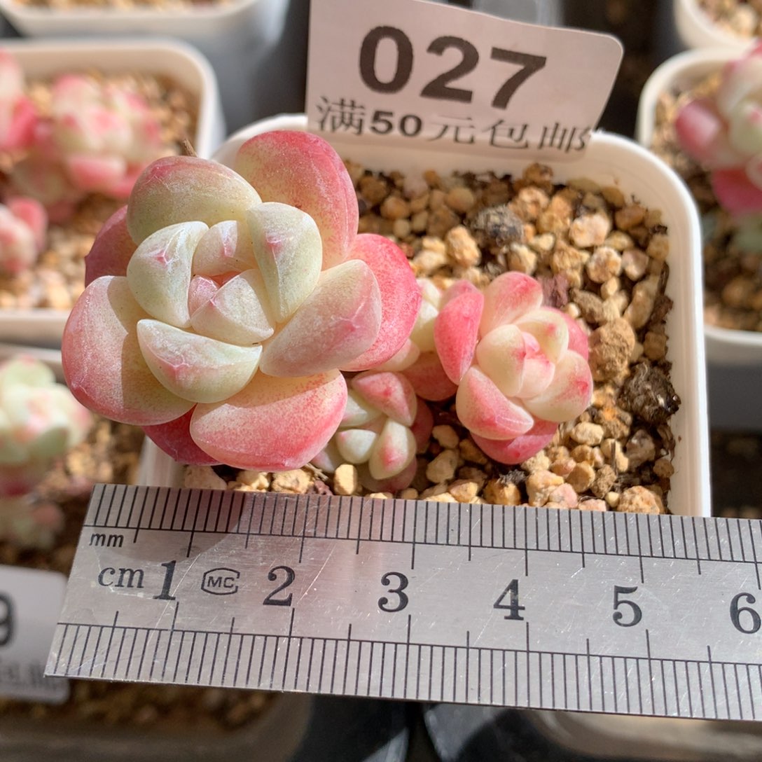 27。mini小脸糖心冰玉。