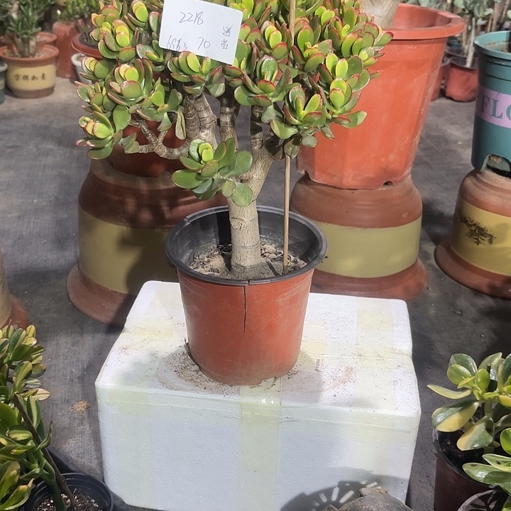 用***3当前无花栽培后可以开花糖果姬红70