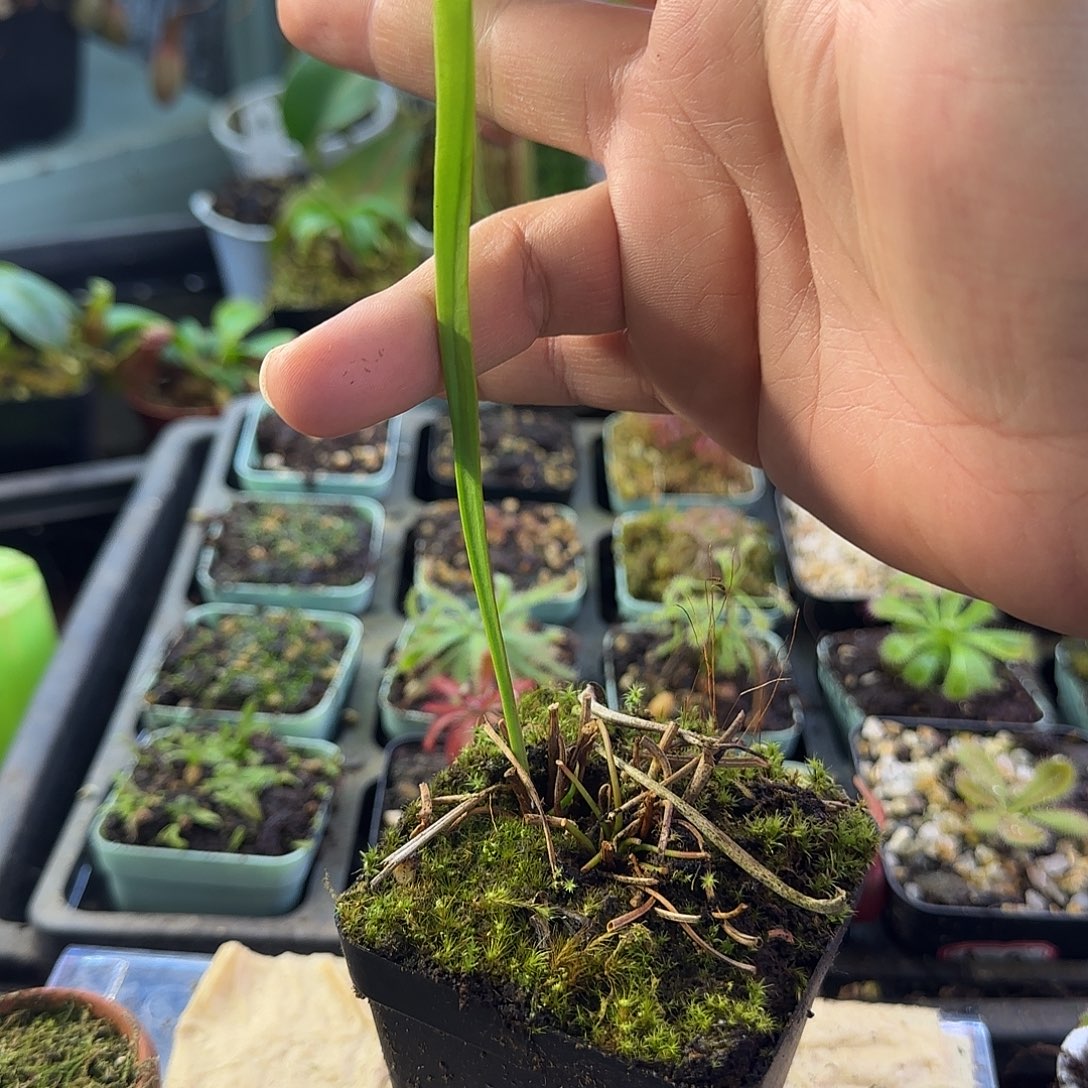 无花朵帝王黄瓶子草