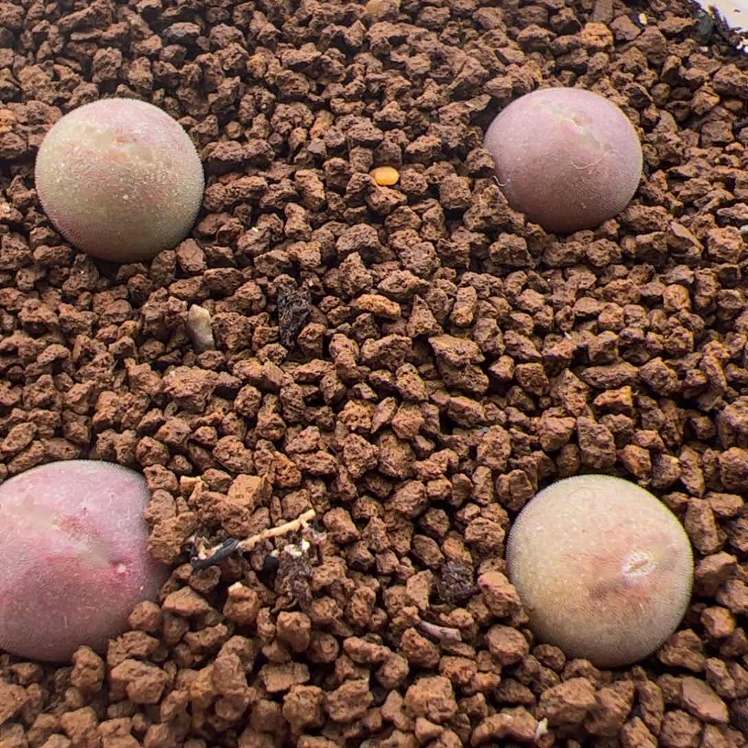 135号大眼空蝉2.15多肉