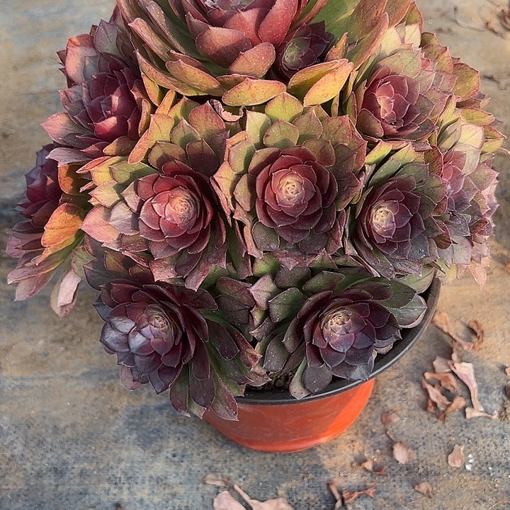 3.9-68桃花石多肉