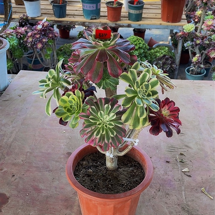 @**爷架接法师一个324号