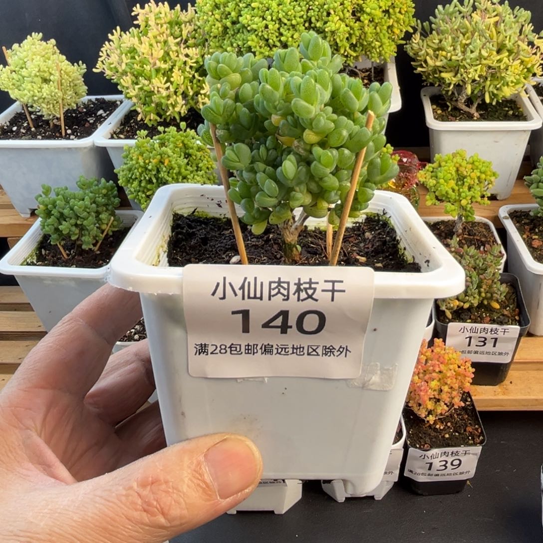 140枝干番杏10口盆元宝