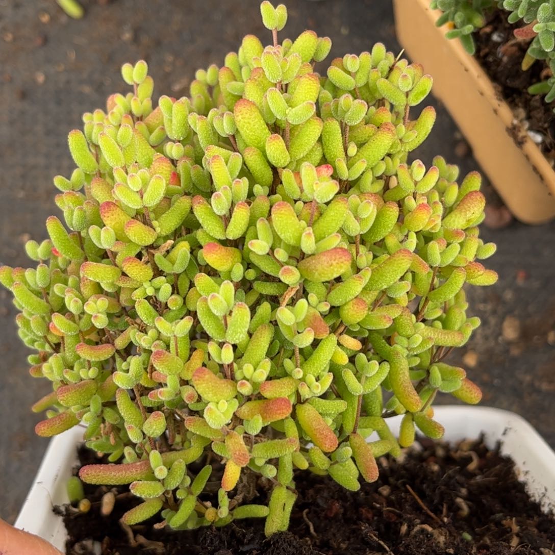 金桔优选枝干番杏