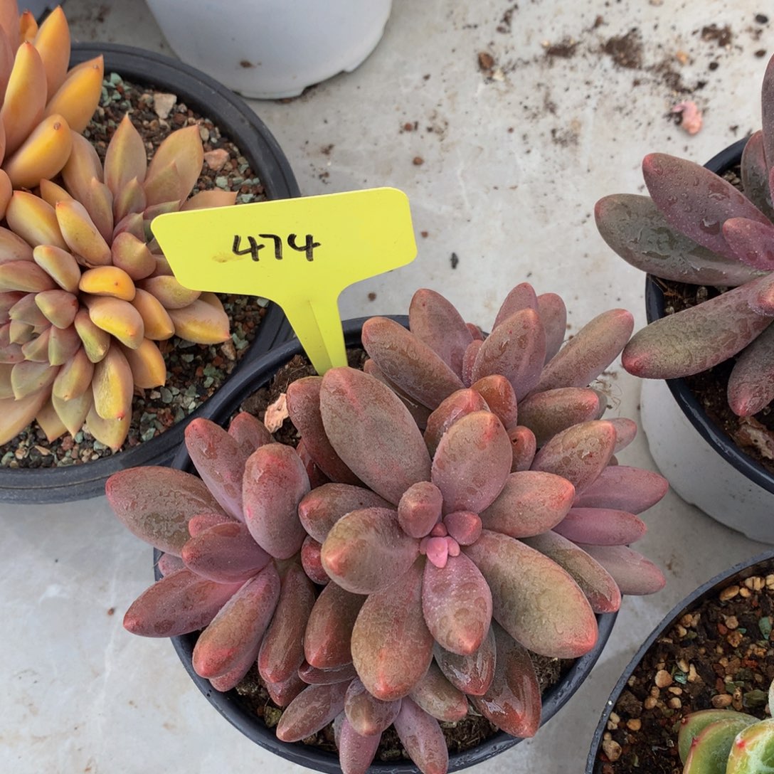 糖果美人去727272727272