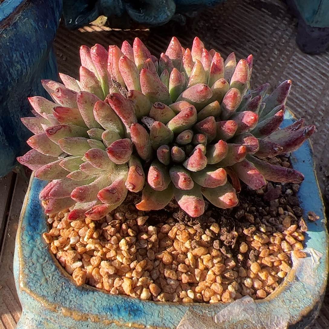 4149绿菊缀化仙女杯多肉