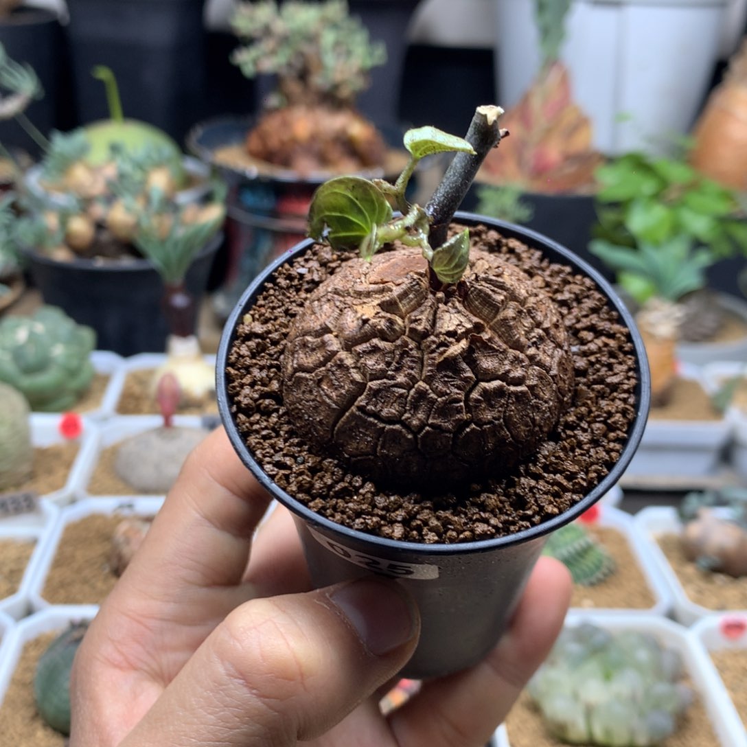 南非龟甲龙带盆发货025